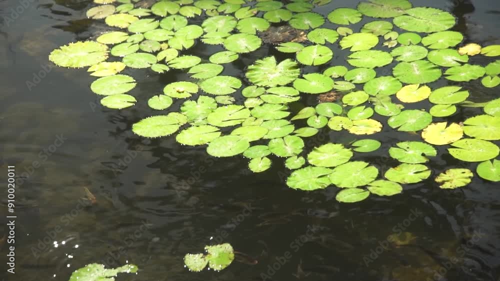 池に浮かぶ睡蓮 池に浮かぶ睡蓮