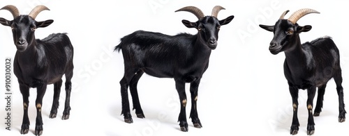 As transparent PNG, a black goat collection (portrait, standing) is isolated on a white background