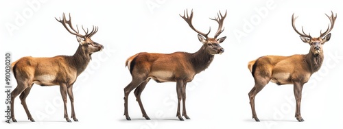 Collection of red deer (portrait, standing, side view), transparent PNG animal bundle on white background