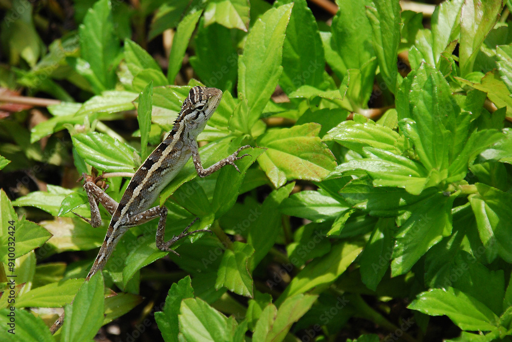Naklejka premium Rettile appoggiato su un piccolo ramo.