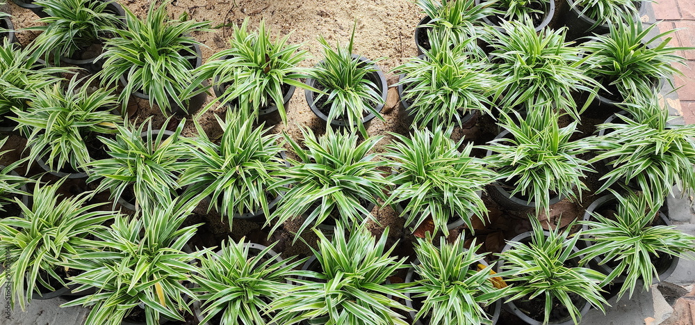 St. Bernard’s lily has slender, pointed leaves, dark green upper surface with white variegated stripes along the leaf edges.Spider Plant is planted in a black pot and placed on the sandy ground.
St. Bernard’s lily has slender, pointed leaves, dark green upper surface with white variegated stripes along the leaf edges.Spider Plant is planted in a black pot and placed on the sandy ground.