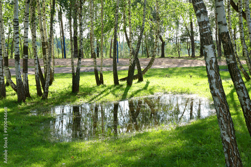 Obraz premium Birch trees, trees in park and reflection after rain in summer. Nature and plants. Background for design. Sunny day. 