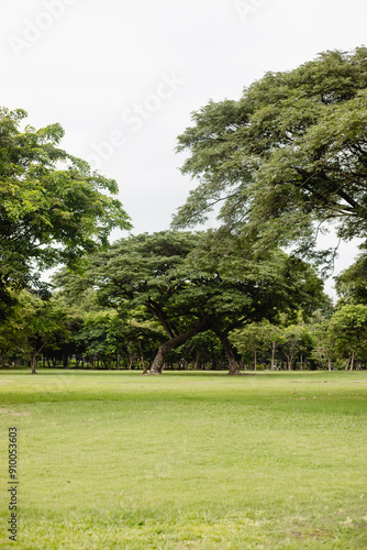 trees in the park