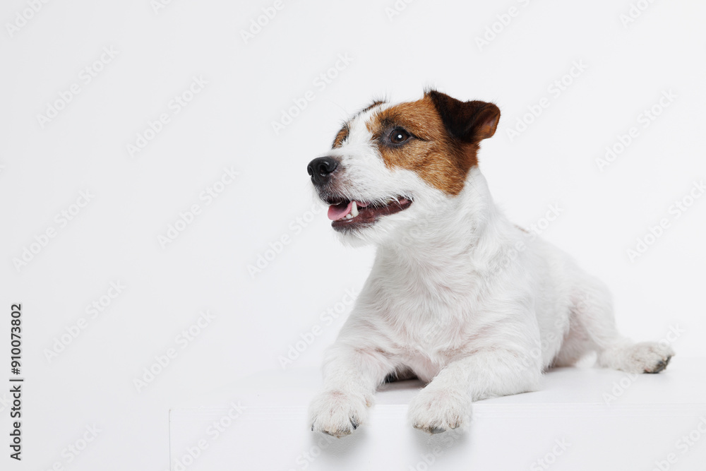 Portrait happy puppy of Jack Russell Terrier on gray background. Free space for text. Wide angle horizontal wallpaper or web banner. Portrait happy puppy of Jack Russell Terrier on gray background. Free space for text. Wide angle horizontal wallpaper or web banner.