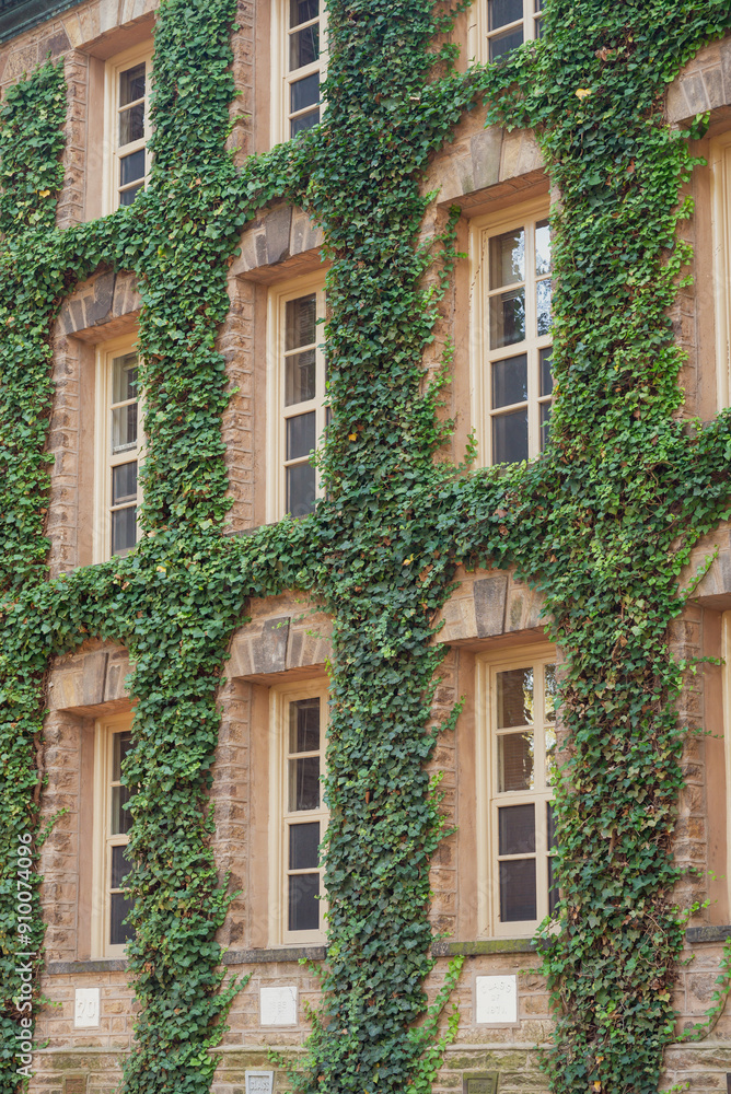 Naklejka premium facade of an building covered with ivy