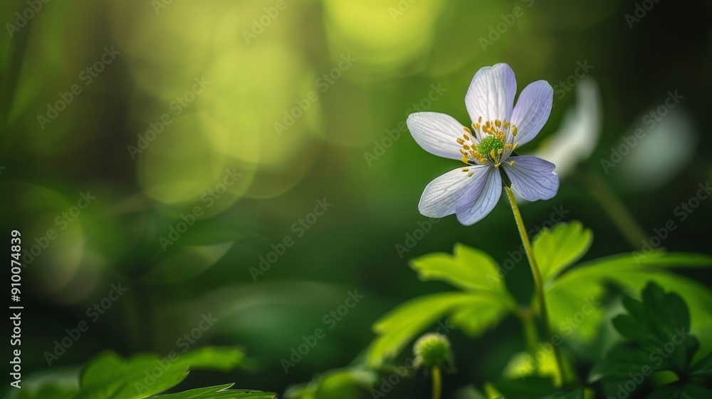 Macro photography in a forest, focusing on a single flower with detailed textures and a blurred background Macro photography in a forest, focusing on a single flower with detailed textures and a blurred background