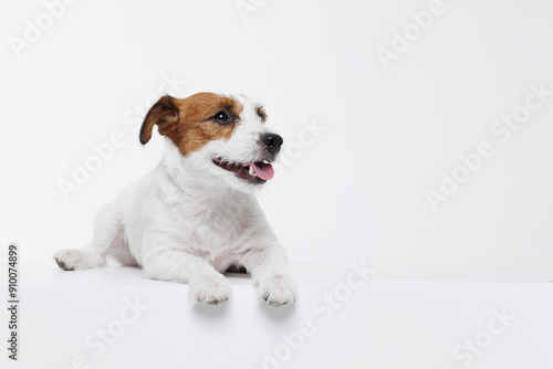 Portrait happy puppy of Jack Russell Terrier on gray background. Free space for text. Wide angle horizontal wallpaper or web banner. 