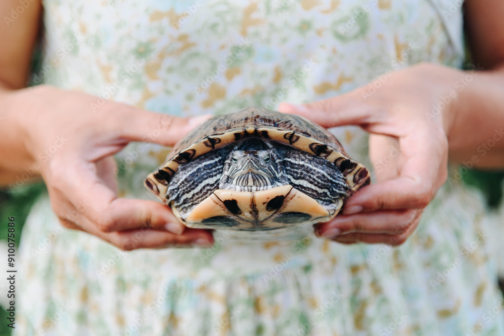small turtle in woman hands, pond slider, Trachemys scripta, Emydidae, freshwater tortoise, Chrysemys scripta elegans, unusual pet for home small turtle in woman hands, pond slider, Trachemys scripta, Emydidae, freshwater tortoise, Chrysemys scripta elegans, unusual pet for home