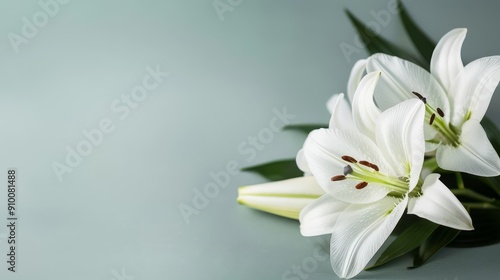 Elegant white lilies with green leaves on a light blue background.