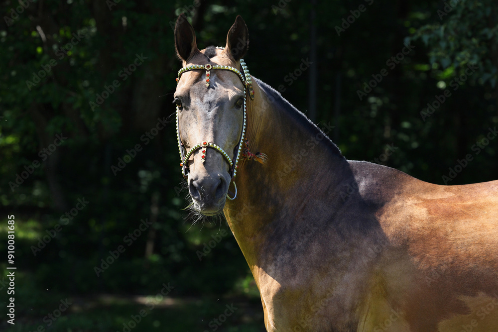 Akhal-Teke traditional breed horse portrait in nature background, Ashgabat, Turkmenistan