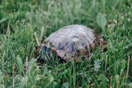 small turtle crawling in green grass, pond slider, Trachemys scripta, Emydidae, freshwater tortoise, Chrysemys scripta elegans, unusual pet for home photo