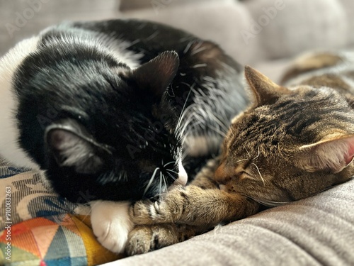 gatas dormidas mirándose de frente