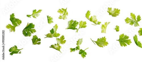 Coriander Leaves Falling on White Background