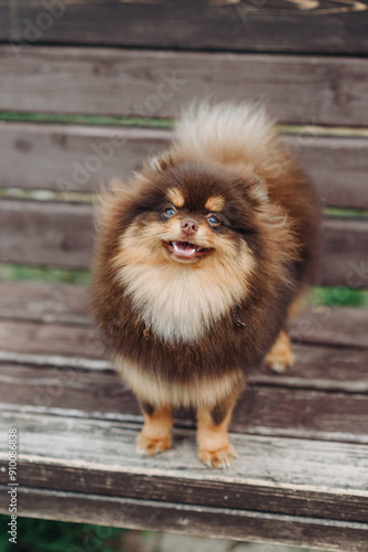 brown and red Pomeranian Spitz dog sitting on wooden bench in park in sunny summer day, looking up, dwarf dog breed, dogwalking concept, vertical photo