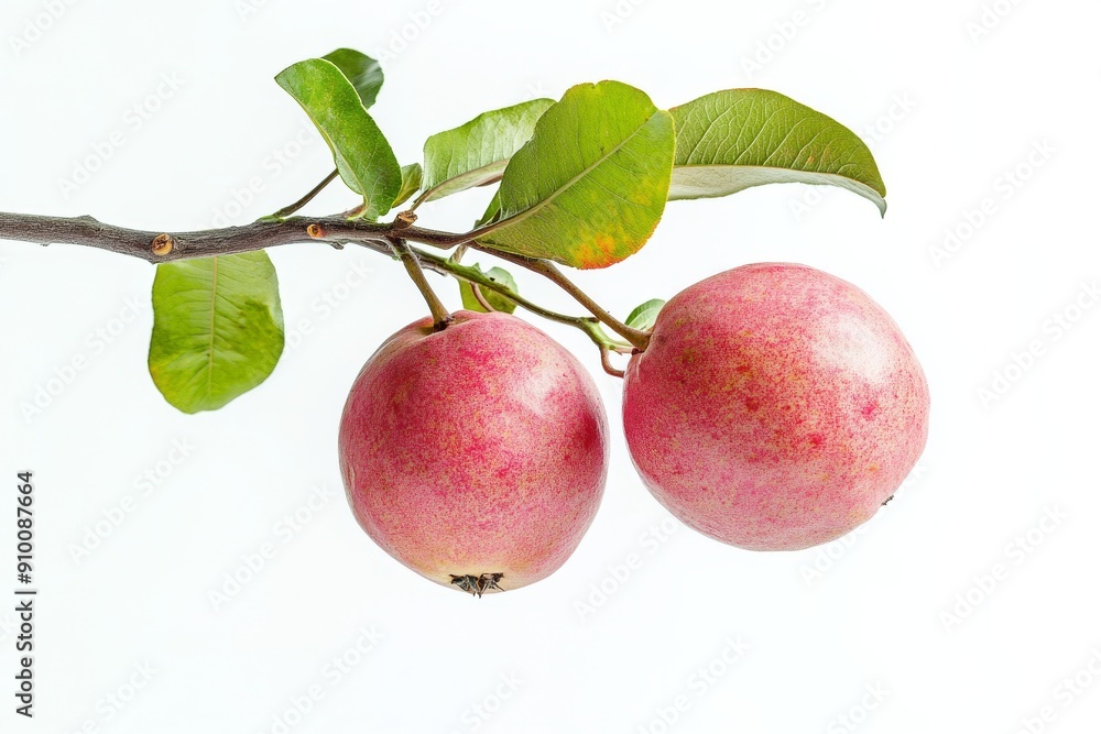 Mystic photo of Red Malaysian Guava on the vine, isolated on white background Mystic photo of Red Malaysian Guava on the vine, isolated on white background