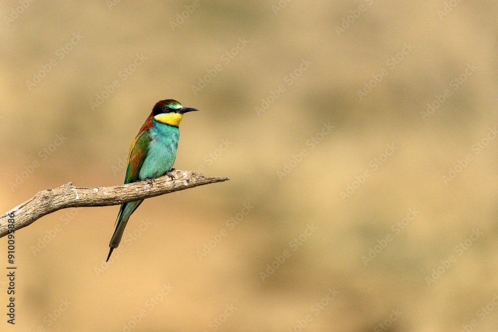 European Bee-Eater Perched on a Branch European Bee-Eater Perched on a Branch