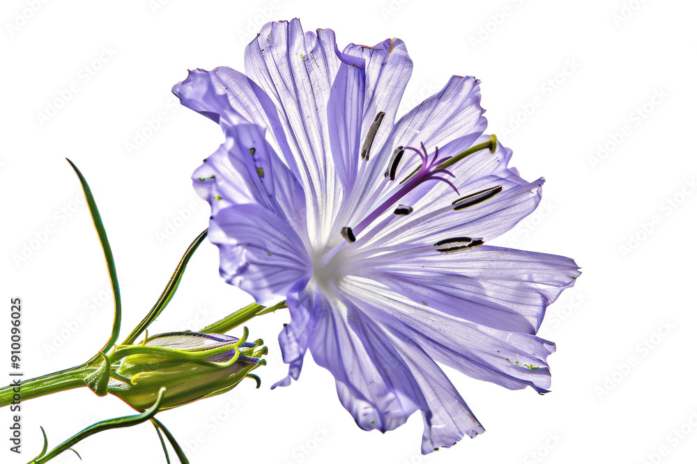 Obraz premium Single blue flower fully bloomed on white background.