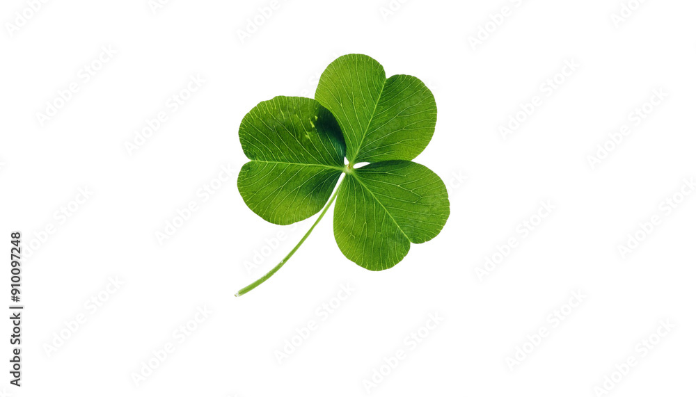 A close-up image of a four-leaf clover, symbolizing good luck and fortune, isolated on a white background. A close-up image of a four-leaf clover, symbolizing good luck and fortune, isolated on a white background.