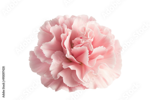 Single pink carnation flower, isolated on white background. PNG without background #910097428