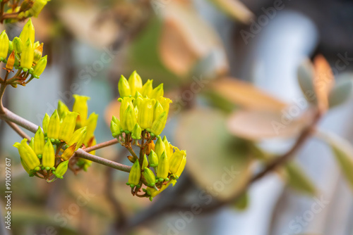 Wallpaper Mural カランコエ Torontodigital.ca