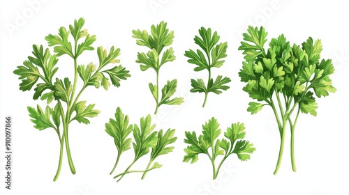 A set of fresh parsley sprigs, with various sizes and arrangements. Perfect for adding a touch of freshness to your culinary or botanical designs.