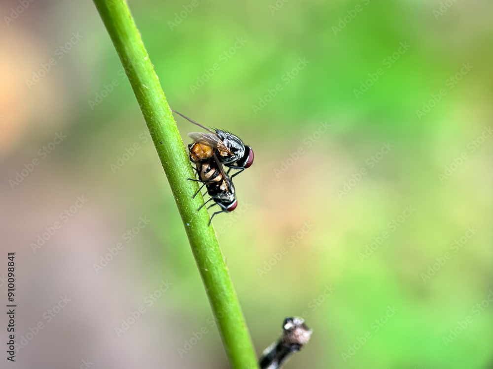 Fototapeta premium Close-up of mating flies,flies that are mating on the strim of plants