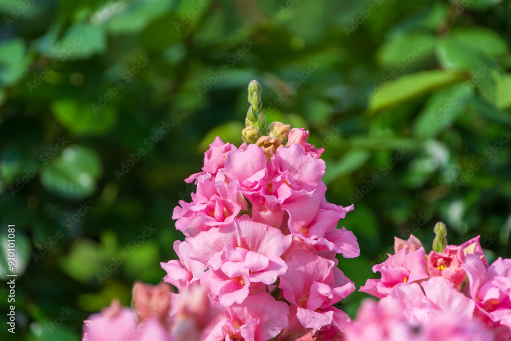 Pink Blossom with Greenery in the Background