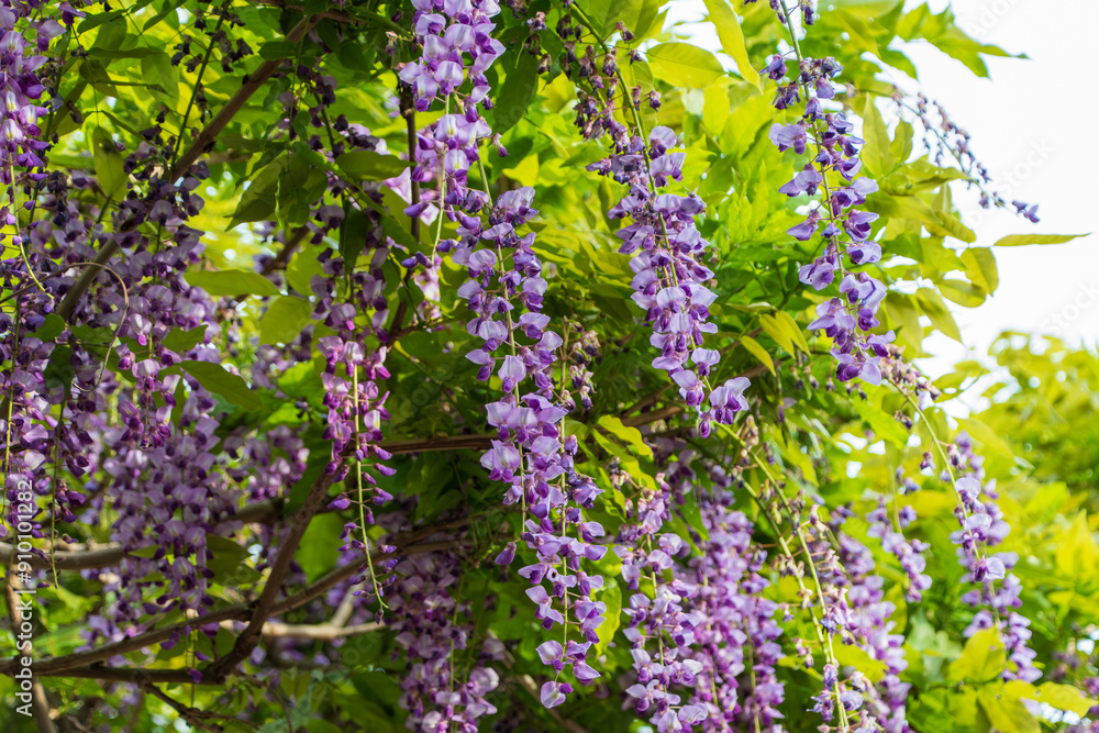 Obraz premium Wisteria in Full Bloom Amidst Lush Greenery