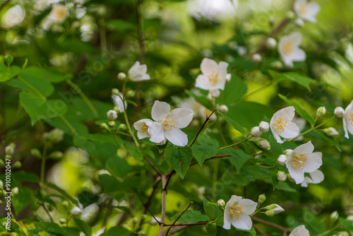 White Flowers Blossoming on a Sunny Day