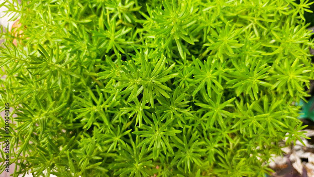 Close-up of a vibrant green sedum plant, showcasing its lush foliage and intricate leaf structure in a garden setting Close-up of a vibrant green sedum plant, showcasing its lush foliage and intricate leaf structure in a garden setting