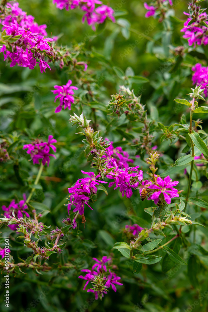 Fototapeta premium pink flowers in the garden