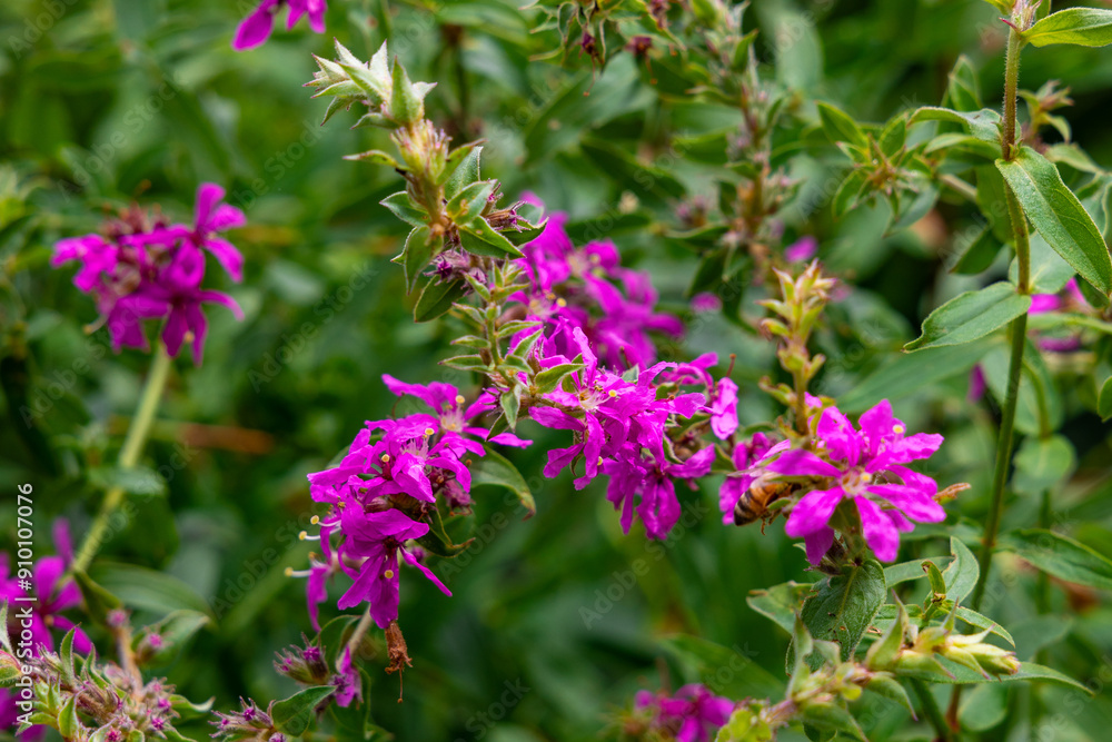 Obraz premium pink flowers in the garden