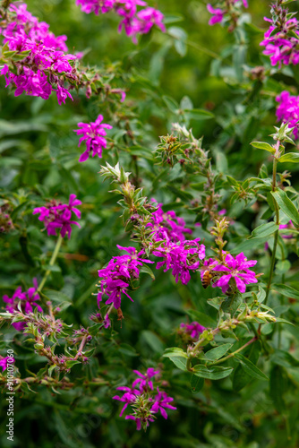 pink flowers in the garden