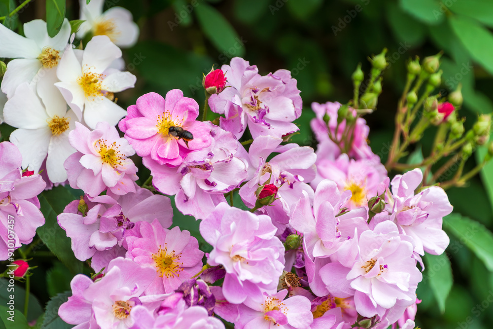 かわいらしい薔薇 かわいらしい薔薇