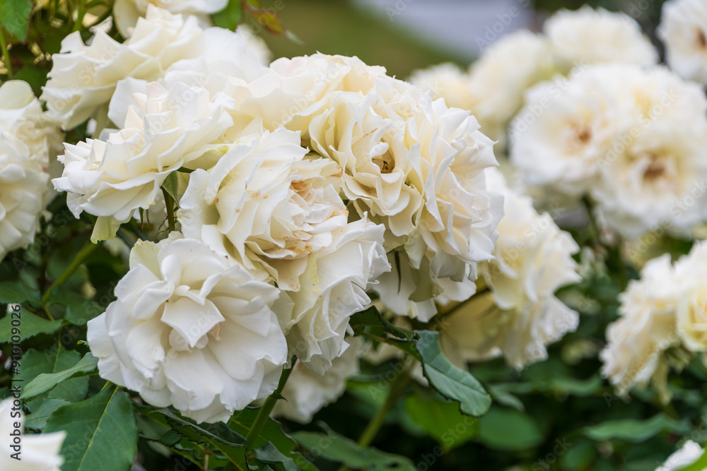美しい薔薇 美しい薔薇