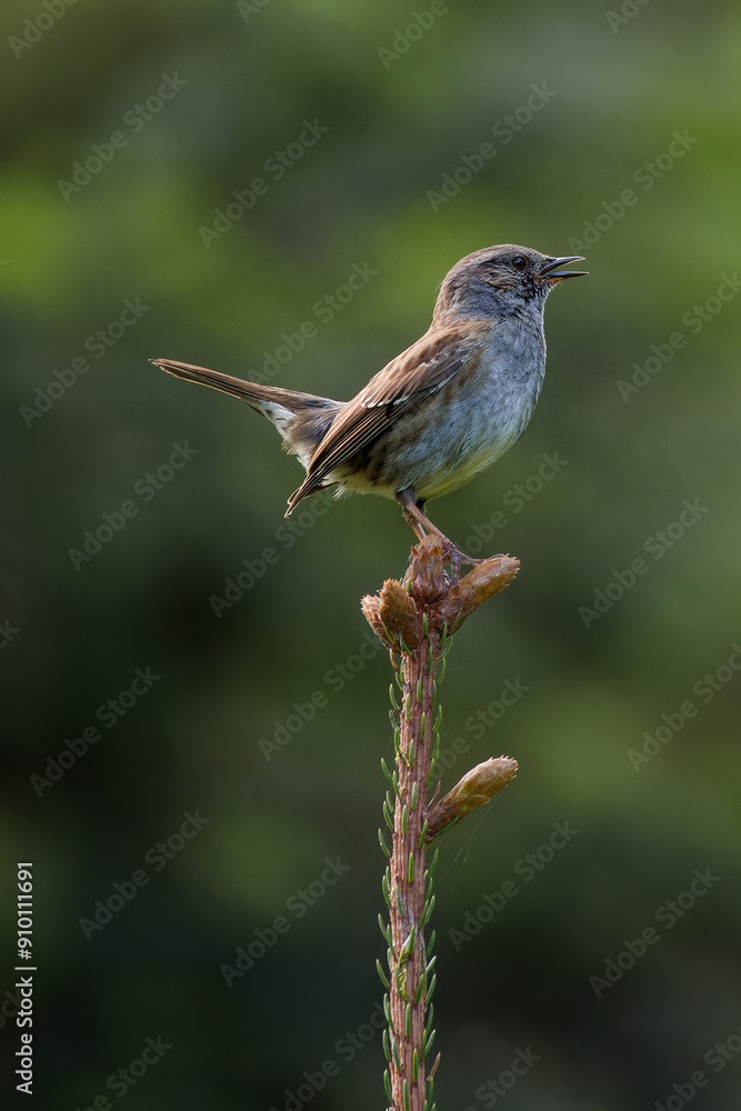 Fototapeta premium accenteur mouchet