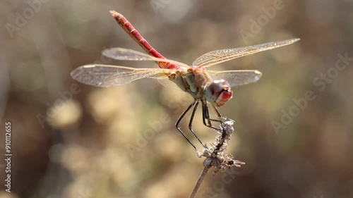 Libélula Sympetrum fonscolombii macho posada en ramita y luchando contra el viento mientras mira a cámara, Bocairente, España photo