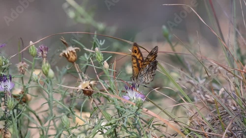 Mariposa Lasiommata megera alimentandose en flor de verano, Bocairente, España photo