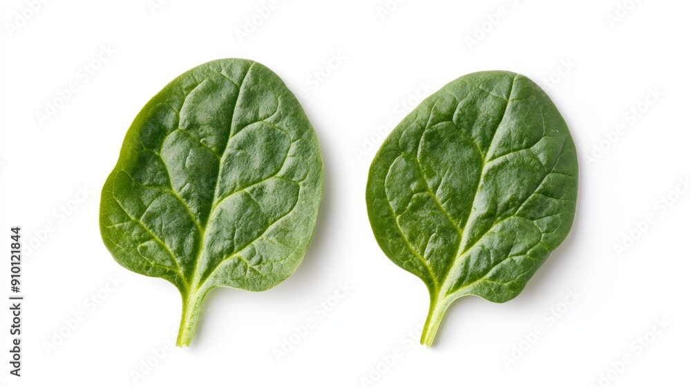 Halved spinach leaves with a focus on their delicate, crinkled surface and fresh appearance. Isolated on a white background for simplicity