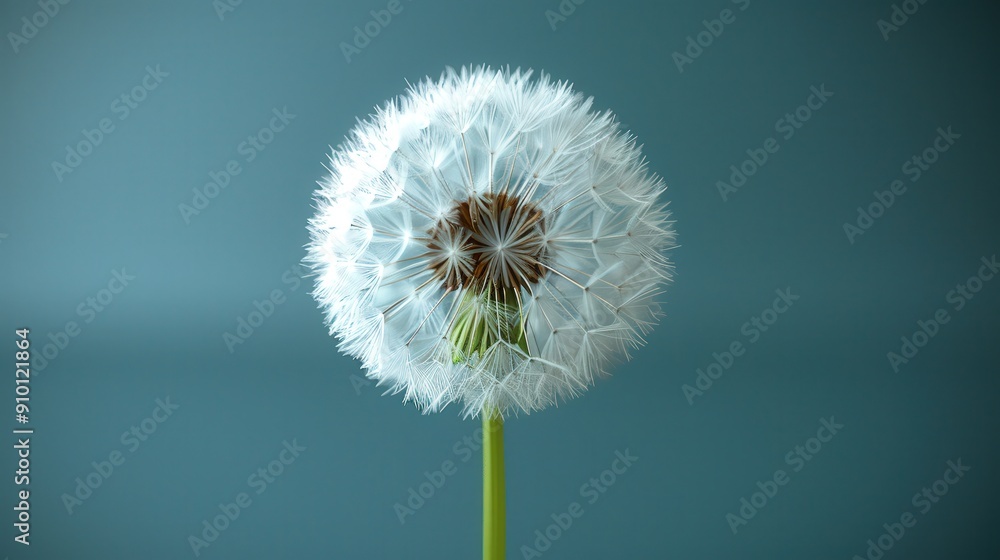 dandelion, nature landscapes, sun and green, backgrounds dandelion, nature landscapes, sun and green, backgrounds