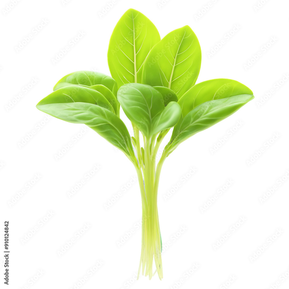 Fototapeta premium Basil Lemon microgreens Ocimum x citriodorum bright green leaves with a hint of yellow neatly