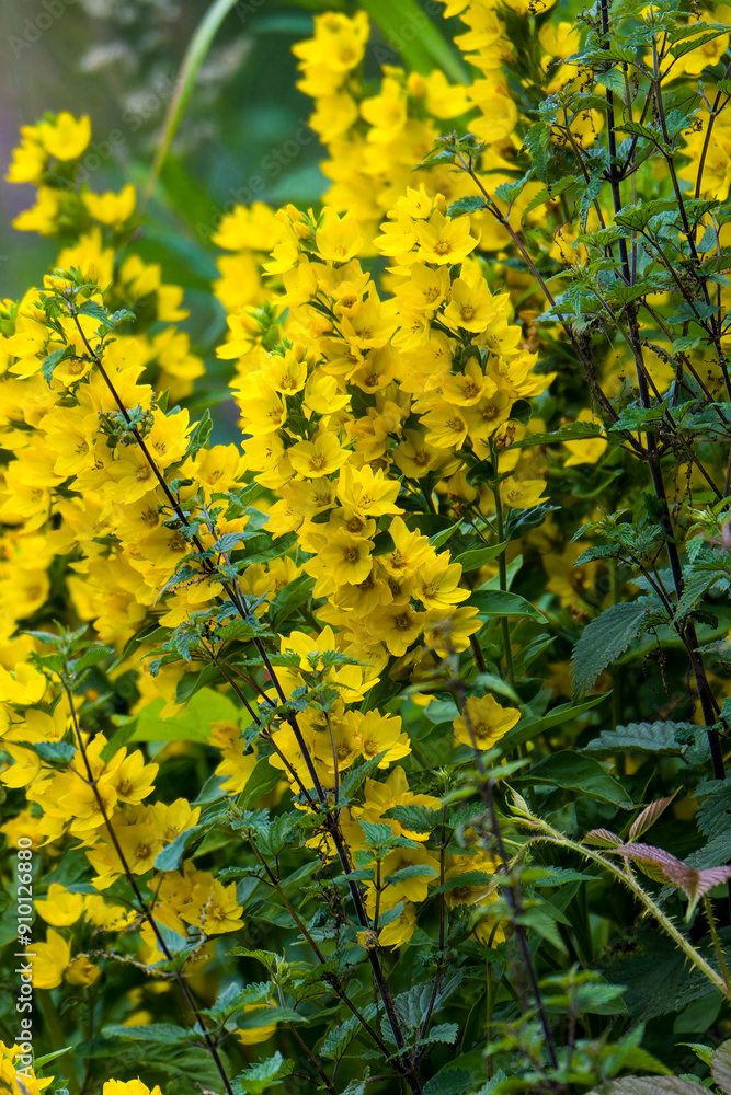 Fototapeta premium Punktierter Gilbweiderich (Lysimachia punctata)
