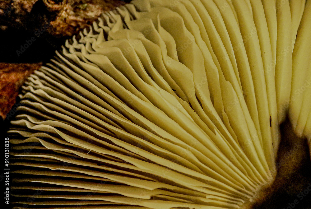 Mushroom gills