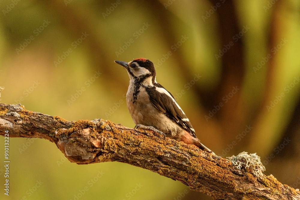 Fototapeta premium Woodpecker Perched on a Mossy Branch in Natural Setting