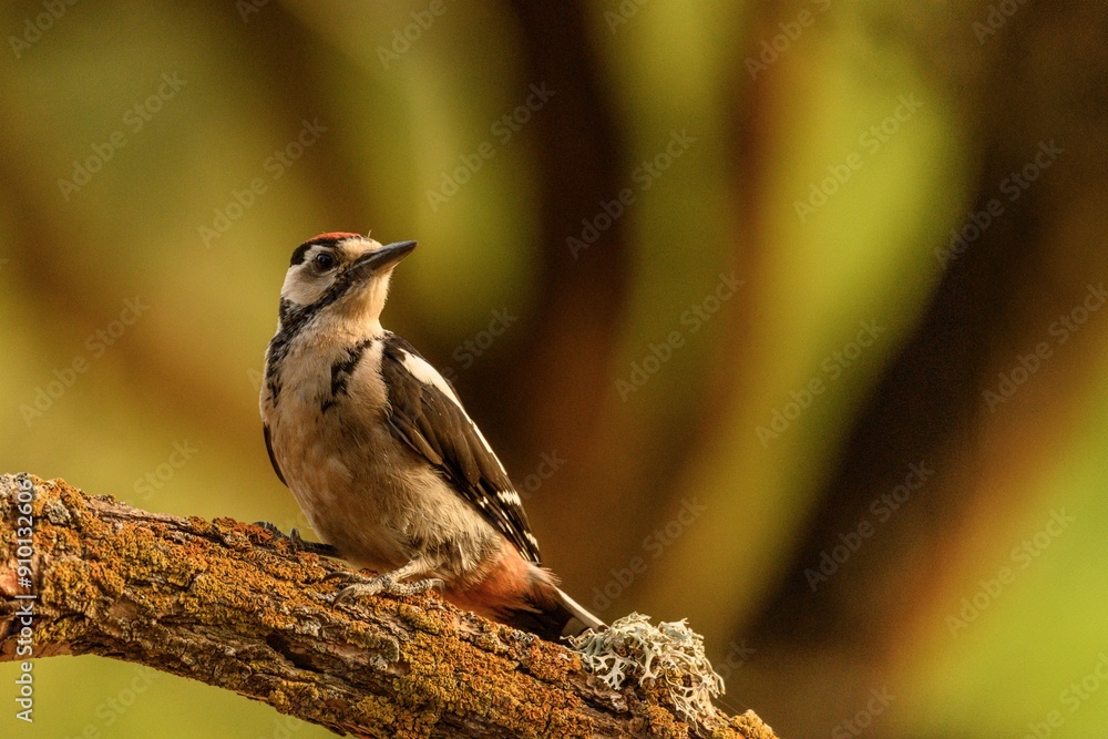 Fototapeta premium Woodpecker Perched on a Mossy Branch in Natural Setting