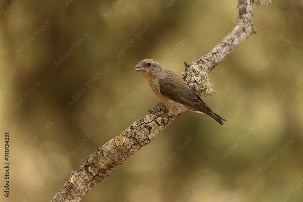 Red Crossbill Perched on Textured Branch in Natural Setting Red Crossbill Perched on Textured Branch in Natural Setting