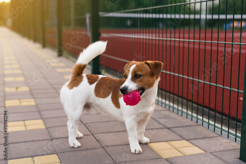 Adorable Jack Russell Terrier dog playing outdoors with a hot pink ball in his mouth. Happy dog playing, running and bringing a toy ball to his owner photo