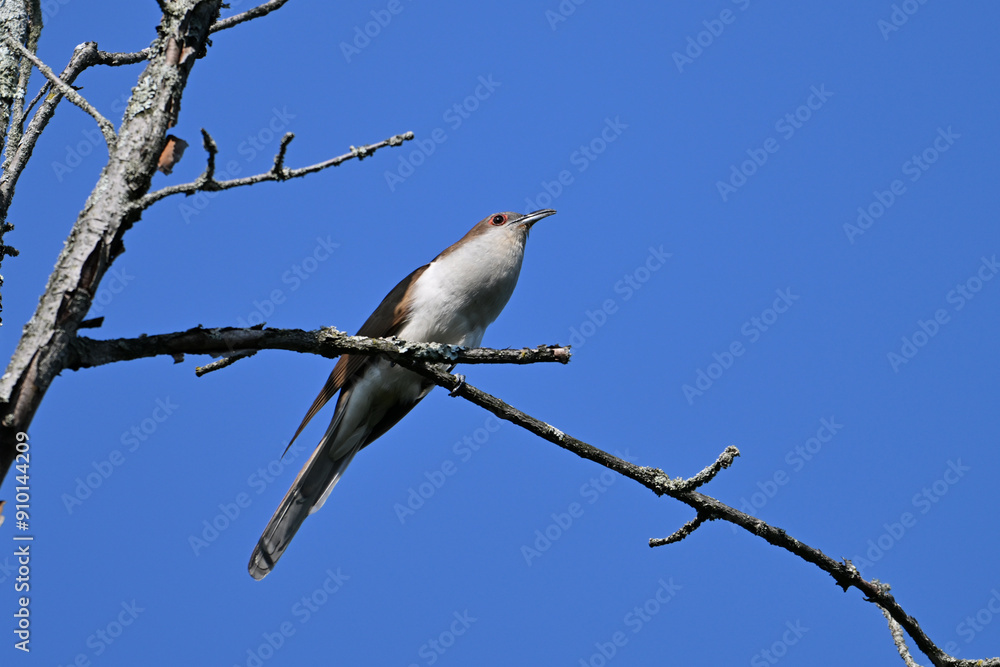 Black-billed Cuckoo bird sits perched in a tree against a blue sky Black-billed Cuckoo bird sits perched in a tree against a blue sky