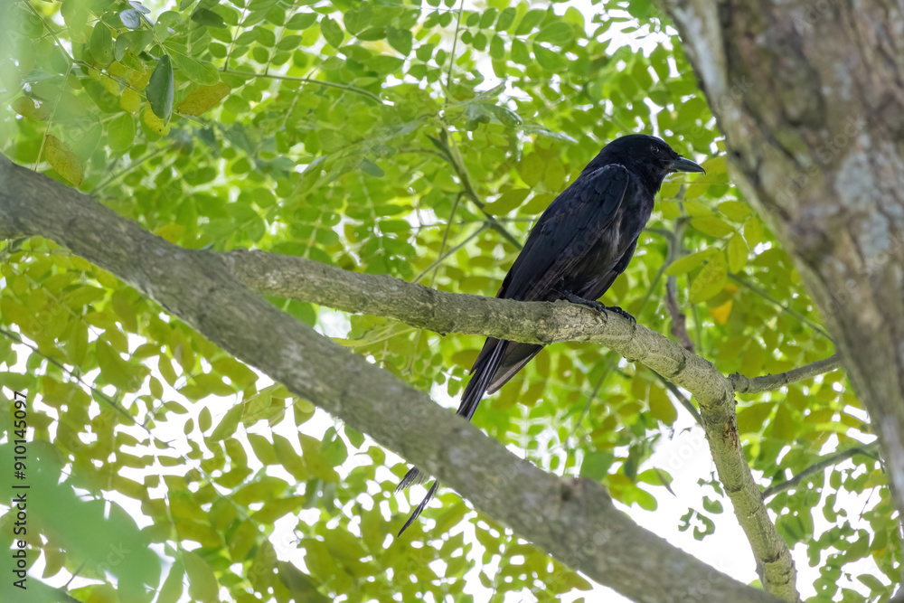 A black drongo bird is sitting on the tree branch A black drongo bird is sitting on the tree branch