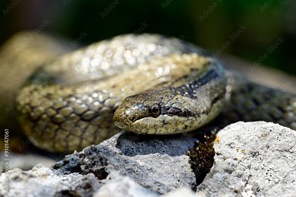 Schlingnatter // Smooth snake (Coronella austriaca) Schlingnatter // Smooth snake (Coronella austriaca)